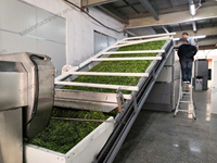 Machine de séchage pour feuilles de laurier, algues marines, thym, ensilage, menthe poivrée, feuilles de thé, sécheuse à menthe