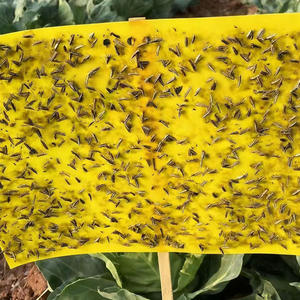 Piège à phéromones pour la mite du diamant, pour Plutella xylostella et DBM, contrôle des insectes agricoles écologique - Product Image 4