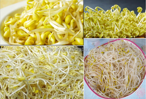 Macchina Automatica Multifunzionale per Germogli di Soia e Fagioli Mung, Alta Produttività, 220V/380V - Product Image 4