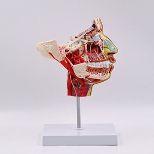 Kyrenmed con người nửa đầu mô hình con người chop-chăm sóc da mặt mạch máu thần kinh mạch máu Mô hình đầu và mặt dây thần kinh giải phẫu mô hình - Product Image 4