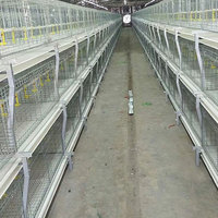 Cage à poulets de chair en acier galvanisé à chaud automatique en gros