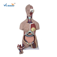 Modèle de torse de mannequin médical 85 cm, modèle de torse humain double sexe, 33 pièces, modèle anatomique de torse