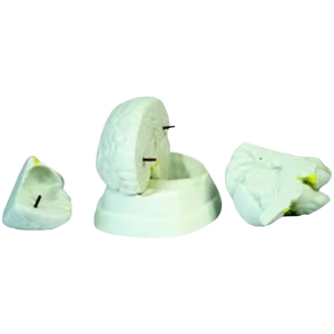 Modèle d'oreille géante de science médicale ADA et modèle de cerveau pour l'outil d'enseignement médical de démonstration de maladie - Product Image 3