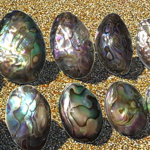 Oferta Especial: Colgante de Concha de Abulón Natural, Accesorios DIY para la Creación de Joyas, Incluye Cuentas de Hueso y Coral, Vietchoice de Vietnam - Product Image 2