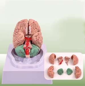 Modèle d'anatomie du cerveau humain Modèle anatomique en PVC en 8 parties pour modèle de neuroscience pour hôpital - Product Image 2