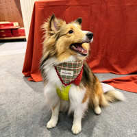 Bandana triangulaire à carreaux pour chiens et chats - Accessoire doux et respirant, vente en gros pour événements festifs