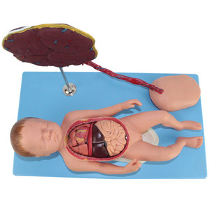 Ilmu pengetahuan medis kabel umbilikal plasenta dan organ janin model wanita hamil memberikan kelahiran untuk organ internal anatomis - Product Image 4