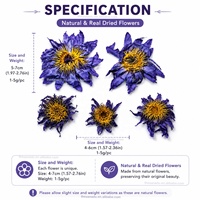 Fleurs de lotus bleues |   Prix Agent Exclusif |   Fleur de Nymphaea Caerulea séchée égyptienne en vrac, thé séché, conforme aux normes UE, 500g/sac