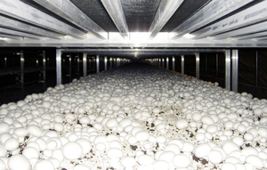 Steel Aluminum Mushroom Cultivation Rack, Stackable Storage <strong>Shelving</strong> for Agricultural <strong>Greenhouses</strong> - Product Image 3