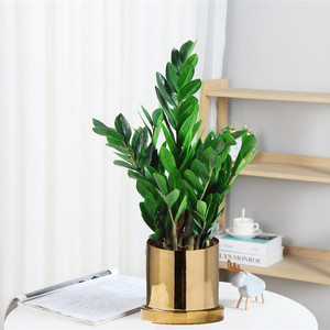 Albero della Fortuna in Vaso per Interni, Sempreverde per Quattro Stagioni, Facile da Curare, Grande e Piccolo - Product Image 3