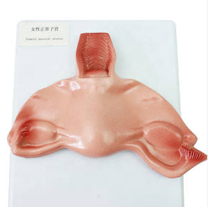 Modèle de développement de la grossesse humaine Modèle d'anatomie médicale Modèle d'éducation Fournitures d'enseignement Formation d'infirmière - Product Image 5