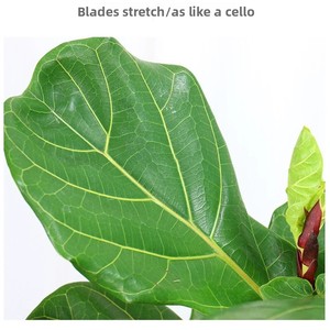 Grande Ficus Lyrata <span class=keywords><strong>da</strong></span> Interno, Bonsai Sempreverde, Pianta in <span class=keywords><strong>Vaso</strong></span> per Purificazione dell'Aria, Adatta per Natale, Pasqua, Capodanno - Product Image 4
