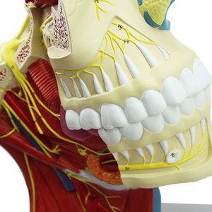 頭の神経モデル - Product Image 6