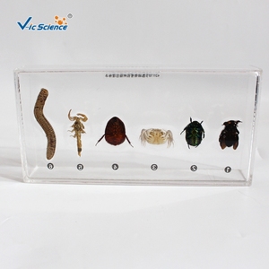 Spécimen d'arthropode en résine, structure corporelle complète d'invertebré pour l'enseignement et l'observation en biologie CE/ISO/ROHS/CNAS - Product Image 2