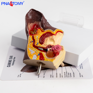 Modèle d'anatomie des oreilles canines en plastique pour l'enseignement et la démonstration dans les hôpitaux vétérinaires spécialisés dans les soins canins - Product Image 3