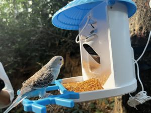 Mangeoire à oiseaux de qualité professionnelle écologique et étanche, parfaite pour le soin des oiseaux et une utilisation en extérieur - Product Image 2