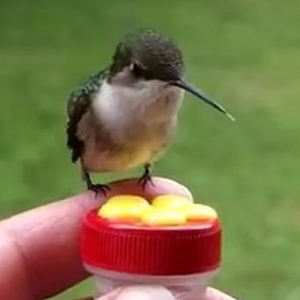 Alimentador de plástico do hummingbird da mão - Product Image 2