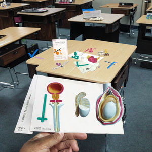 <span class=keywords><strong>Modello</strong></span> di educazione di anatomia genitale maschile <span class=keywords><strong>modello</strong></span> di insegnamento natomico dell'ascienza medica umana <span class=keywords><strong>modello</strong></span> anatomico dell'organo - Product Image 4