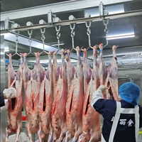 Nouvel équipement d'abattage halal pour chèvres, projet clé en main, ligne d'abattage de moutons, abattoir avec équipement d'abattoir hygiénique