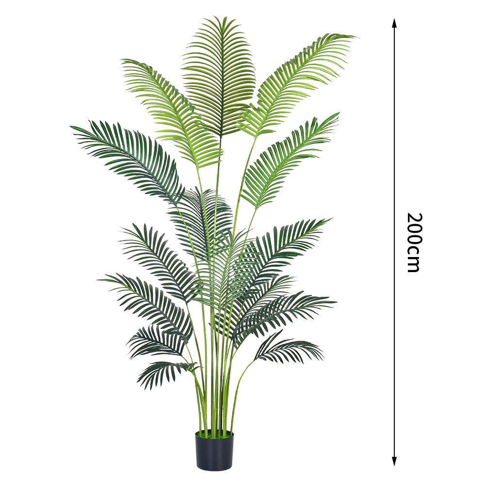 Anthurium à feuilles réduites 15 feuilles, pot vert-noir 200 cm