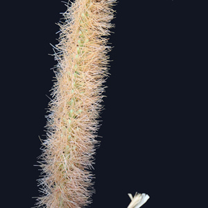 ช่อดอกไม้แห้ง จัดแต่งด้วยหญ้าแพมพัสธรรมชาติ ดอกป๊อปปี้สีขาวน้ำตาล <span class=keywords><strong>ดอกไม้</strong></span>หางสุนัข ดอกยูคาลิปตัส ใบกุหลาบ ใบไม้ประดิษฐ์ - Product Image 4