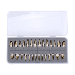 Modèles de dents en plastique pour soins dentaires permanents 1:1, étude/enseignement/formations, ensemble de modèles de particules dentaires - Product Image 1