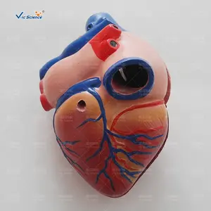 New Style Life-Size Heart Model anatomy heart model human organs model