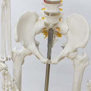 Squelette humain avec l'indication des origines et des terminaisons des muscles, peint à la main, 170 cm, modèle humain simulé de qualité médicale - Product Image 4