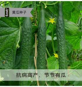 Variétés de concombres fiables pour la plantation en ferme, adaptées aux parterres de fleurs et à la décoration de jardin - Product Image 6