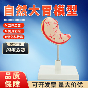 Modèle de stomac humain naturel de grande taille, anatomie du stomac, modèle de stomac, anatomie normale du stomac humain, modèle pédagogique de section transversale du stomac - Product Image 5