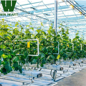 Serre moderne multi-travée en acier léger pour la culture de tomates et de laitues Serre agricole gothique directe en usine - Product Image 1