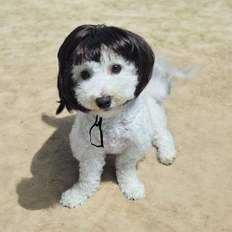 วิก TC2สำหรับลูกสุนัขแบบเดี่ยวหญ้าสีทองสำหรับเครื่องประดับเครื่องแต่งกายสัตว์เลี้ยง - Product Image 1