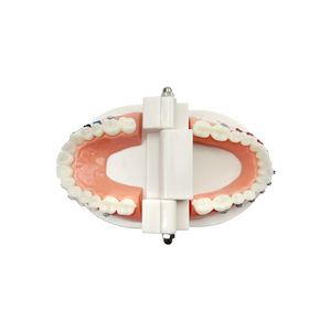Modelo Anatómico de Ortodoncia con Autobloqueo 1/4, Soportes de Resina Plástica PVC, Modelos Dentales MX-070, Educación y Enseñanza al Paciente - Product Image 5