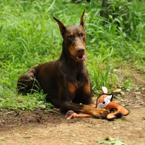 Rough & Tough Wild Wonders Jouets à mâcher écologiques pour animaux de compagnie Jouets de mouvement interactifs pour chien de dessin animé mignon en EVA et corde - Product Image 6