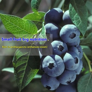 ต้นบลูเบอร์รี่ขนาดใหญ่พิเศษ สายพันธุ์นอร์ธเซาท์ฟรุต แบล็คเพิร์ล บลูเบอร์รี่ แรบบิทอายส์ ปลูกในกระถาง ต้นกล้าผลไม้สด - Product Image 2