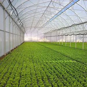 Große Pflanzen wachsen Hoch tunnel Multi Span Kunststoffs chuppen Film Gewächshaus Multi tunnel Multi-Span Gewächs häuser für die Landwirtschaft