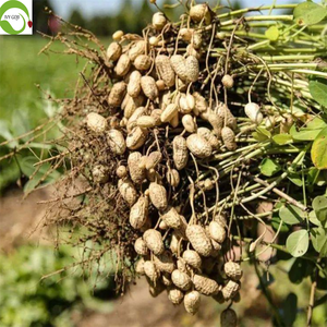 Grosir Kacang Tanah Kupas Varietas 25/29, 100% Alami, Mentah, Kualitas Makanan, Kemasan 25KG, Harga Murah - Product Image 4