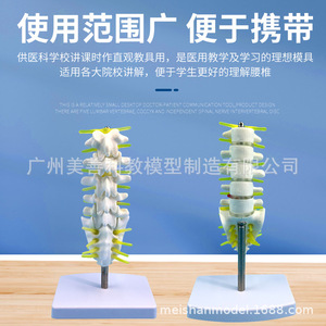Un petit modèle de colonne vertébrale lombaire et coccyxienne composé de cinq vertèbres lombaires avec disques intervertébraux - Product Image 5