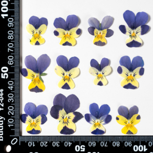 12 pz/sacchetto Segnalibri Artigianali con Fiori di <span class=keywords><strong>Viola</strong></span> Pansy Essiccati Naturali in Resina Epossidica per Sigilli di Cera - Product Image 3