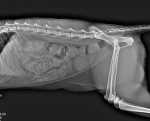 Detector <span class=keywords><strong>de</strong></span> Panel Plano EURVET para Rayos X, Equipo Médico <span class=keywords><strong>de</strong></span> Rayos X, Detector <span class=keywords><strong>de</strong></span> Panel Plano Portátil con Cable <span class=keywords><strong>de</strong></span> 17*17 para Uso Humano o <span class=keywords><strong>Veterinario</strong></span> - Product Image 6