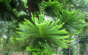 Aceite esencial de grado detergente del fabricante, fragancia con sabor a pino, alfa, terpineol, 4-terpineol, aceite líquido de vainilla para limpieza - Product Image 5