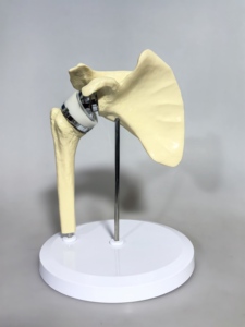 2025 New Chất lượng cao nhân tạo Vai Doanh chỉnh hình đào tạo mô hình đào tạo y tế mô hình - Product Image 6