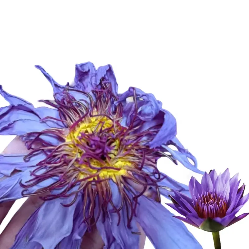 50 g/bag sample link Dried Blue Lotus Flower Blooming Tea Nymphaea tetragona Bulk wholesale Nymphaea L. rich in Anthocy