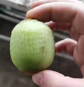 Máquina Eléctrica de Escritorio para Pelar Naranjas, Limones, Cítricos, Kiwis y Otras Frutas - Product Image 2