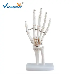 medical science Life-size Anatomical human hand skeleton model
