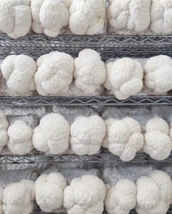 Gouttes d'énergie Lion's Mane à marque privée pour la santé cérébrale – Complément alimentaire Lion's Mane - Product Image 5