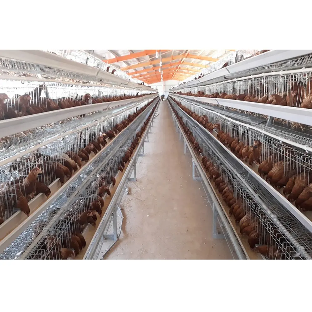 Ferme de volaille à monter soi-même, plan de construction d'un abri de poulet