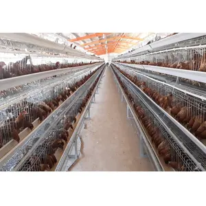 Estructura de granja avícola, cobertizo de pollos, plan de diseño de construcción