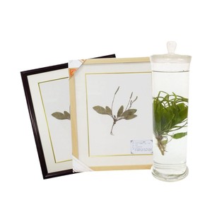 Les spécimens végétaux conservés dans des flacons en verre pour une conservation à long terme peuvent être utilisés dans la création d'herbaires. - Product Image 2