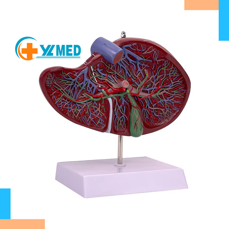 Human Liver Anatomy Model PVC Plastic